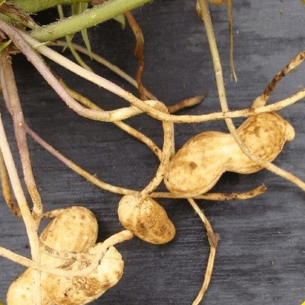 Peanut Seed: Virginia Jumbo Peanut Seeds 30+ Seeds Fresh Seed