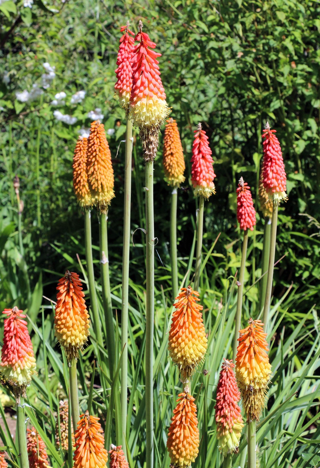 50 TORCH LILY Red Hot Poker / Tritoma / Kniphofia Uvaria Flower Seeds