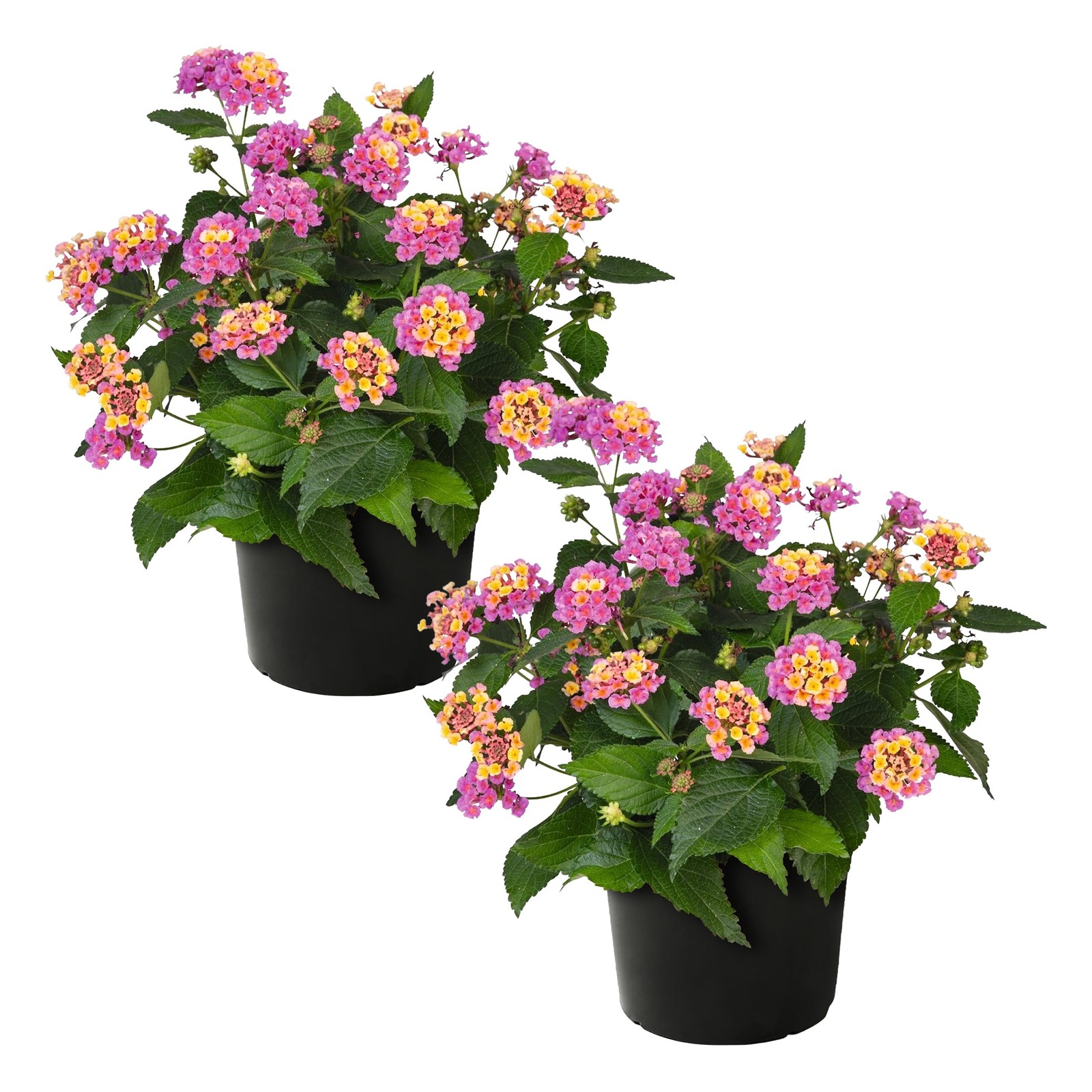 Live Flowering Lantana – Havana Pink Sky (2 Plants Per Pack), Healthy Bloomin…