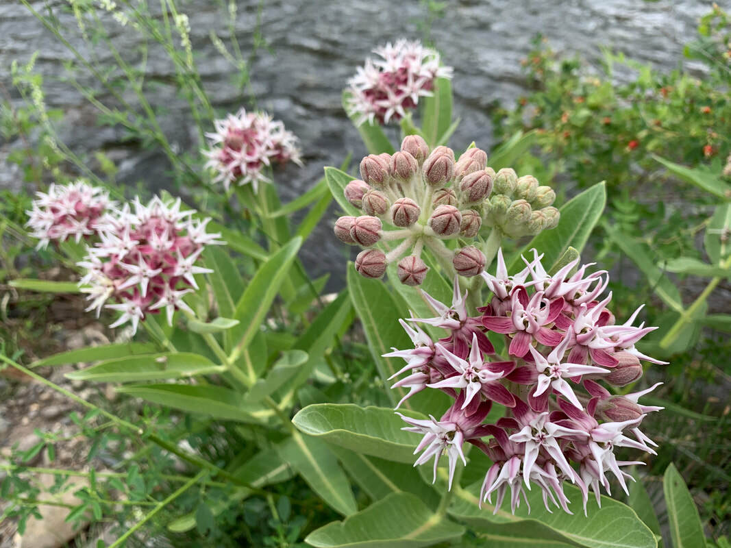 35 Butterfly Milkweed Seeds Showy Pink Native Asclepias speciosa for Monarchs