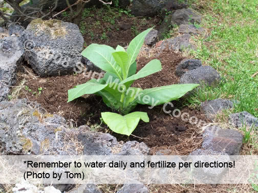 500 Virginia Tobacco seeds w/ FREE how to grow booklet! HEIRLOOM GRADE A+