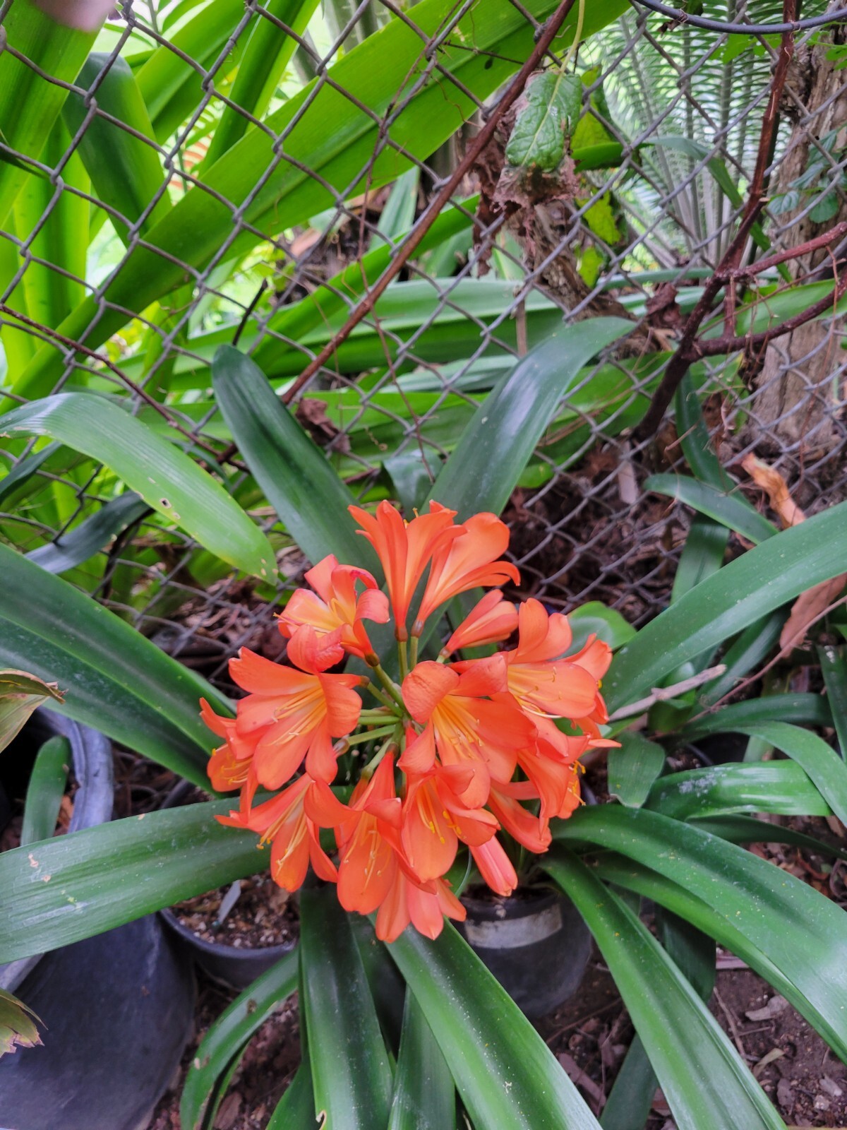 6 Mixed Clivia 3 leaf seedlings