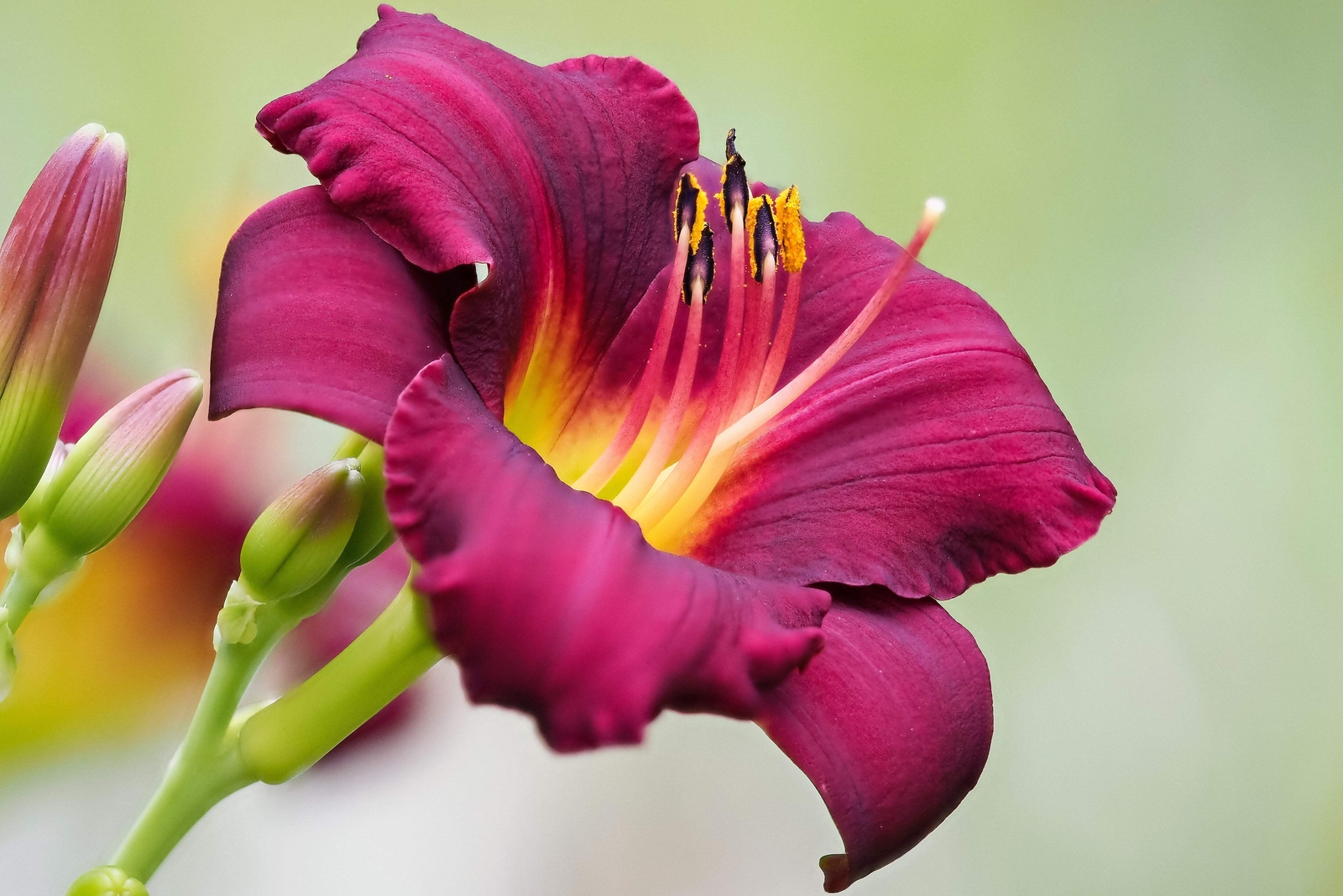 10 MIXED COLORS DAYLILY Hemerocallis Day Lily Fine Mix Red Purple Flower Seeds