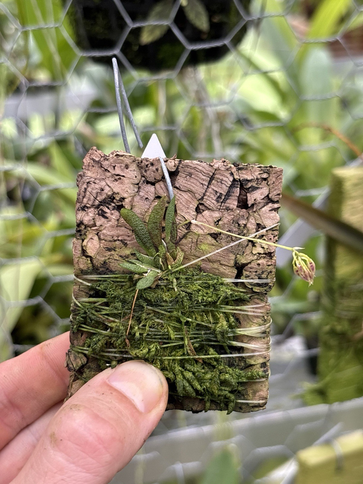 Macroclinium manabinum In SPIKE micro-miniature Orchid Species