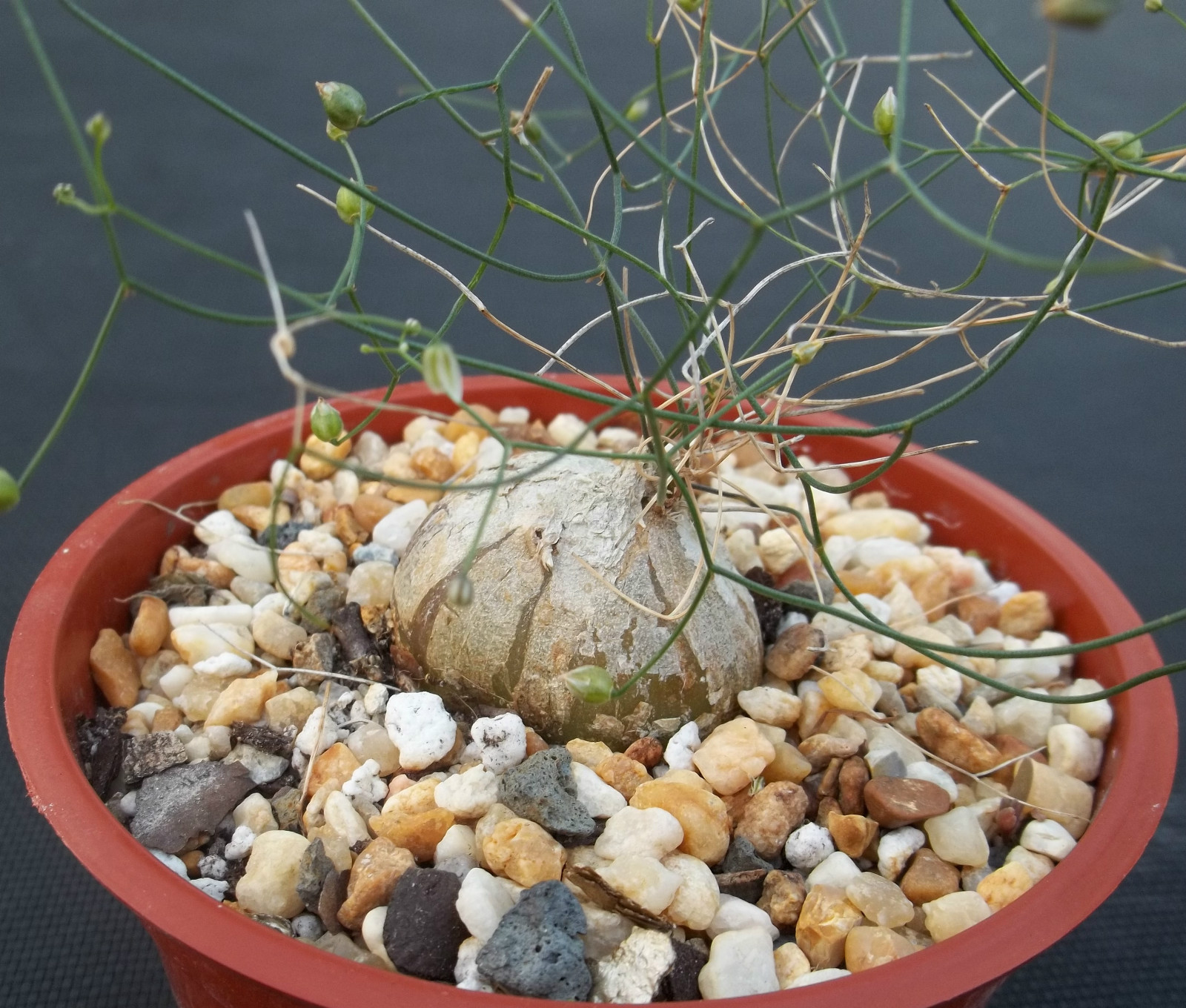 SCHIZOBASIS INTRICATA exotic rare caudex flower bonsai onion cactus seed 5 seeds