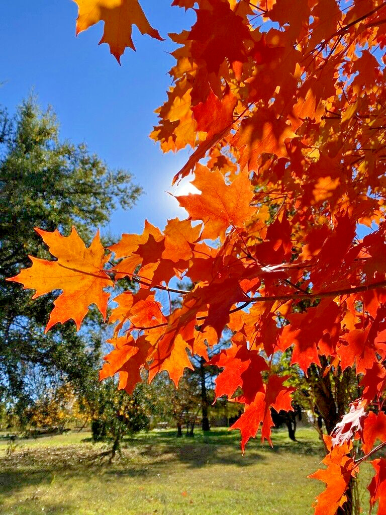 Northern Sugar Maple Tree | Premium Seeds | Acer saccharum ‘Fall’ | Plants’®