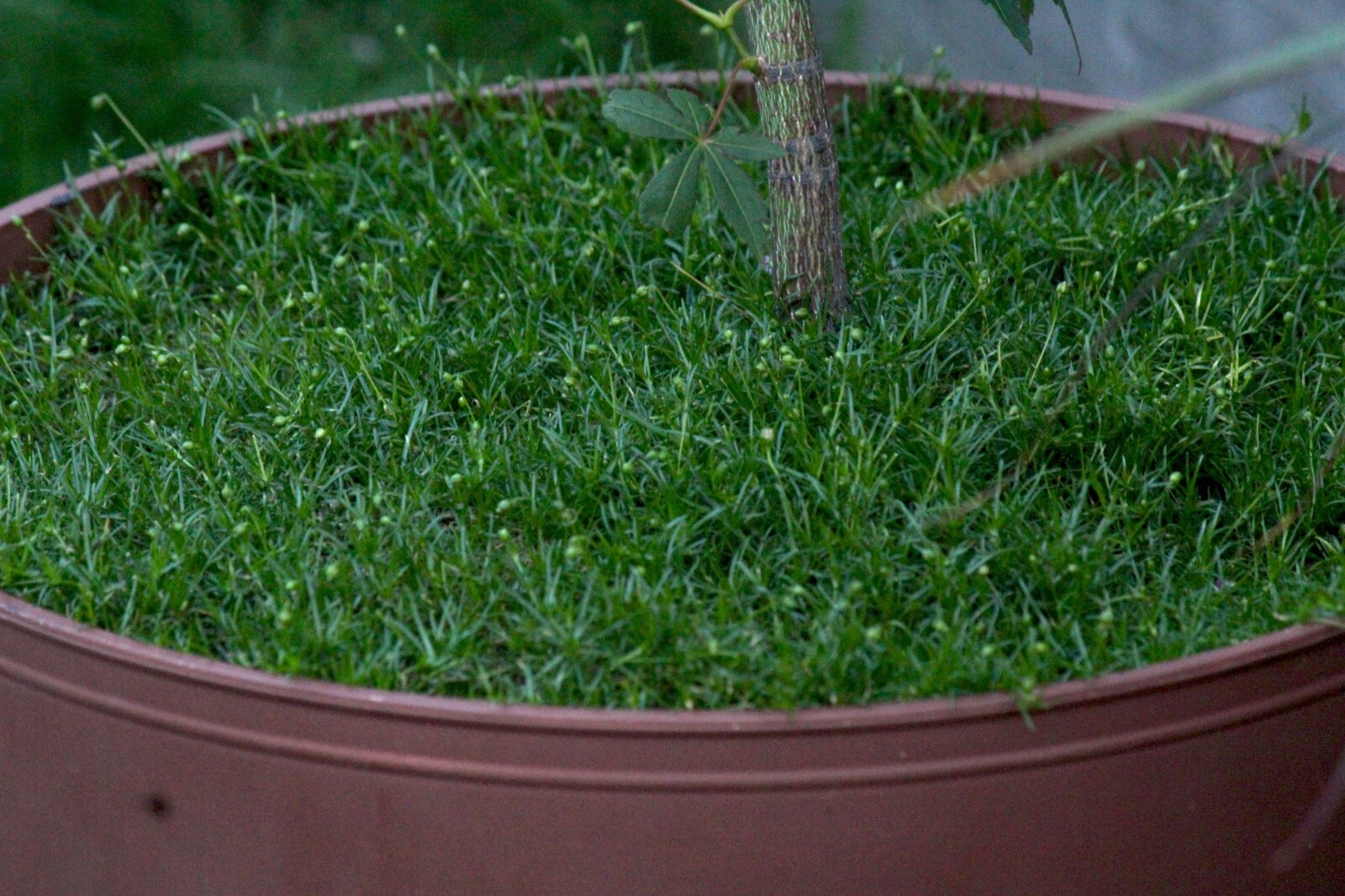 200+ SEEDS Bonsai topper terrarium grass mat forming – IRISH MOSS Sagina family