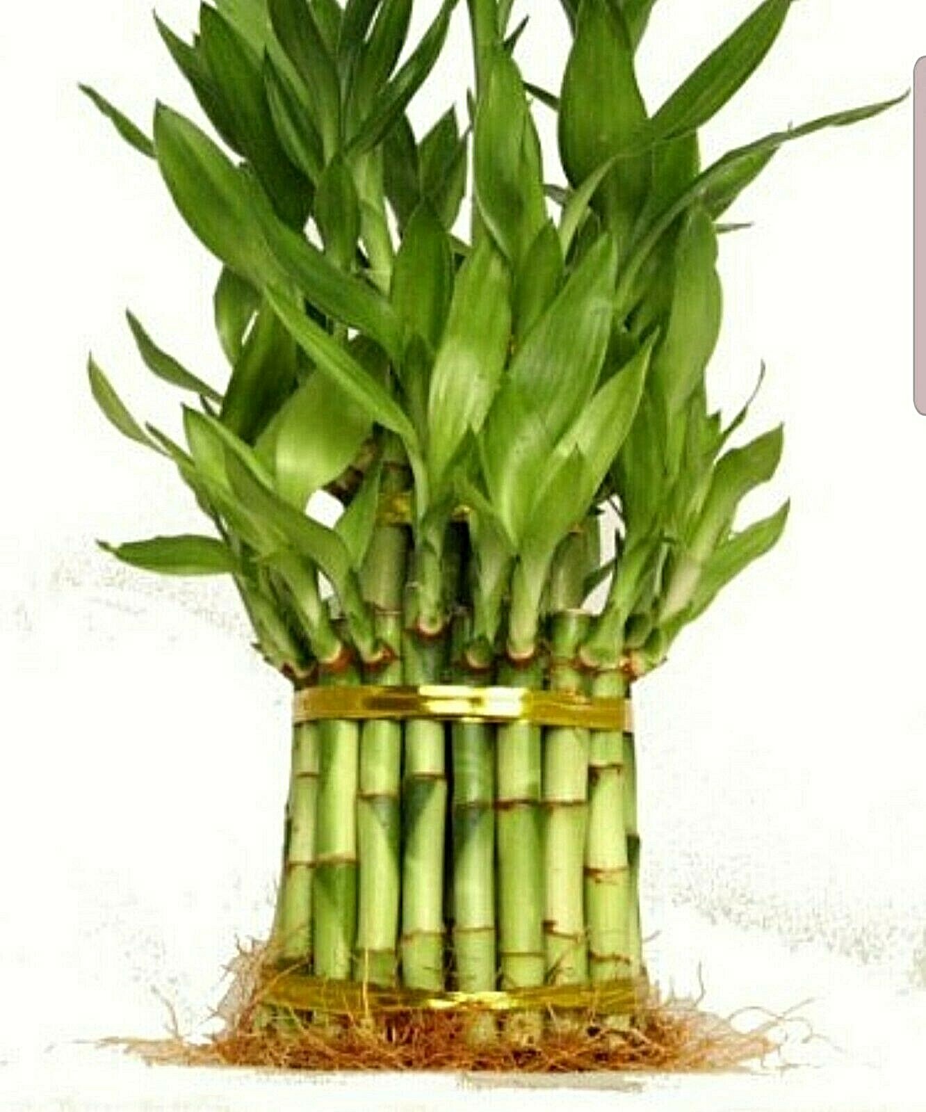Lucky Bamboo – 10 Stalks, 6″ Long, Easy Care Indoor Water Plant Feng Shui, GIFT