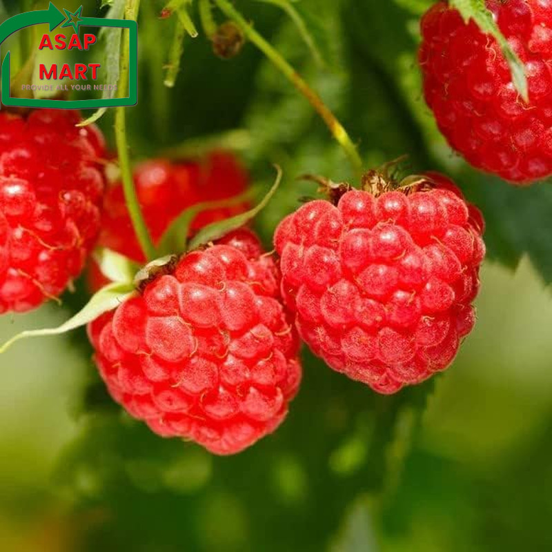 1000+ Mixed Fruit Seeds Berry Seeds for Planting – Strawberry Raspberry Blueberr