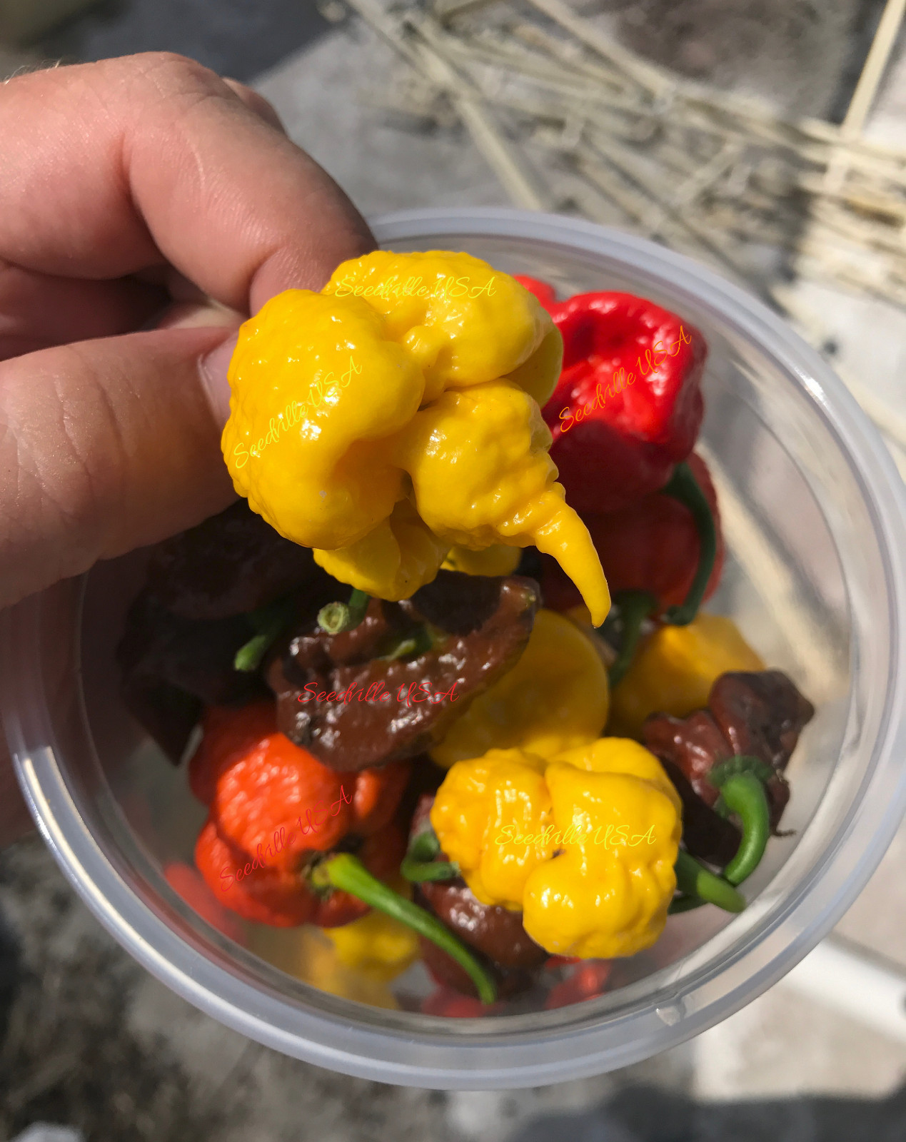 10 Yellow CAROLINA REAPER PEPPER World’s Hottest Capsicum Chinense Chili Seeds