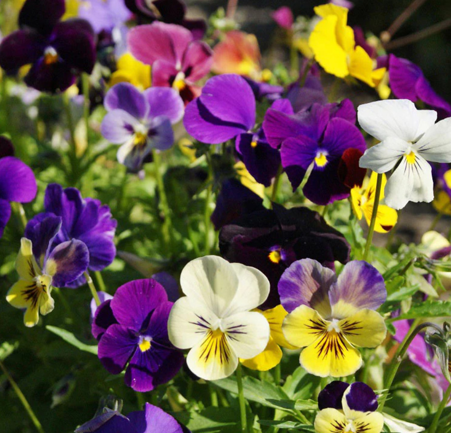 PANSY MIX Heirloom Garden Viola Pollinators GroundCover Edible Non-GMO 100 Seeds