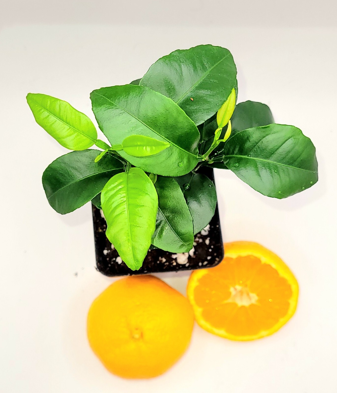 Pot of 2 Satsuma Mandarin Orange trees, 3-5 inches tall