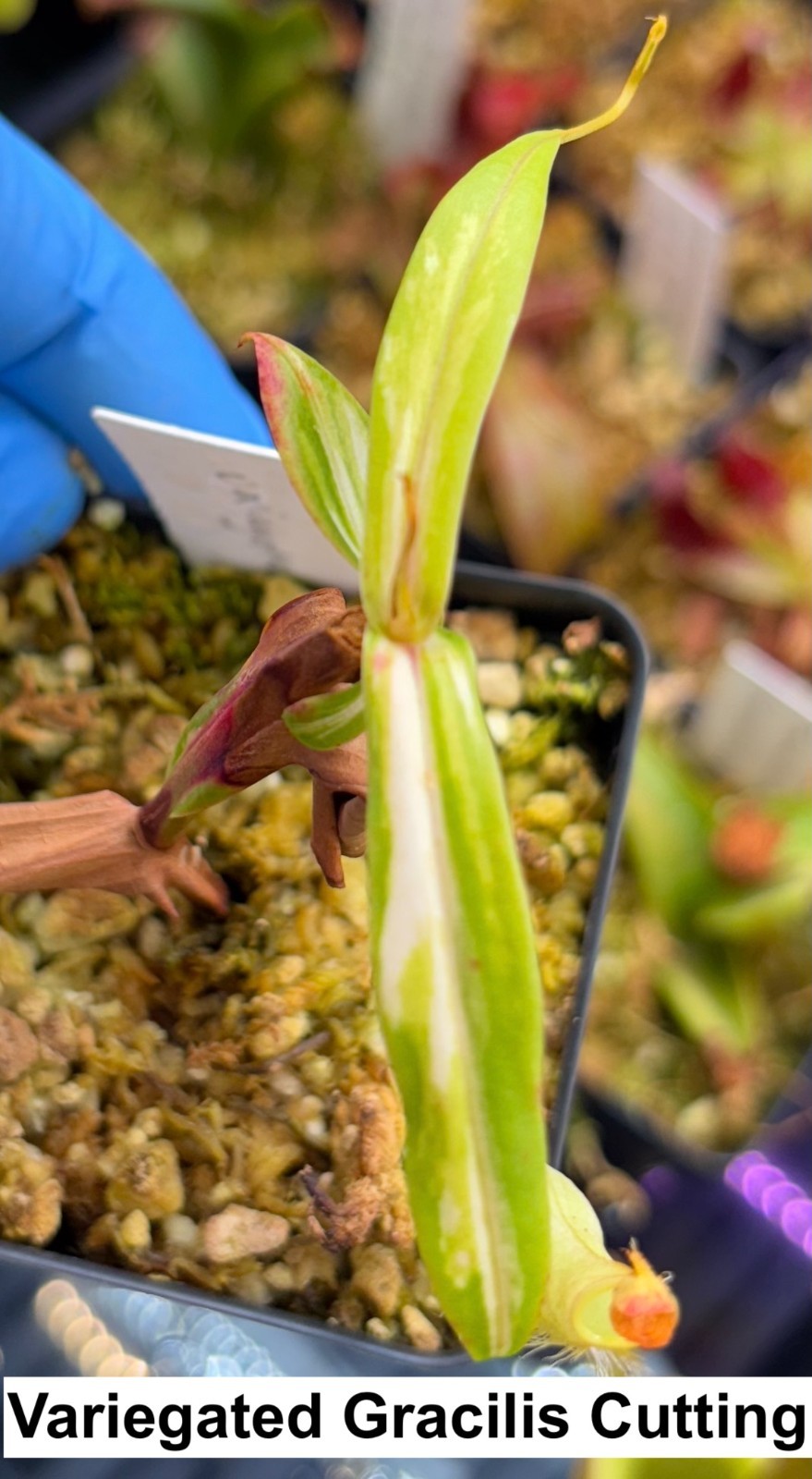 Nepenthes variegated gracilis, rooted cutting, small