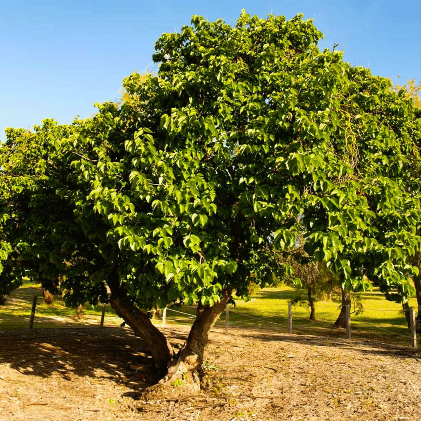 250+ Black Mulberry Seeds – Morus Nigra – Non-GMO Open Pollinated Heirloom Fruit