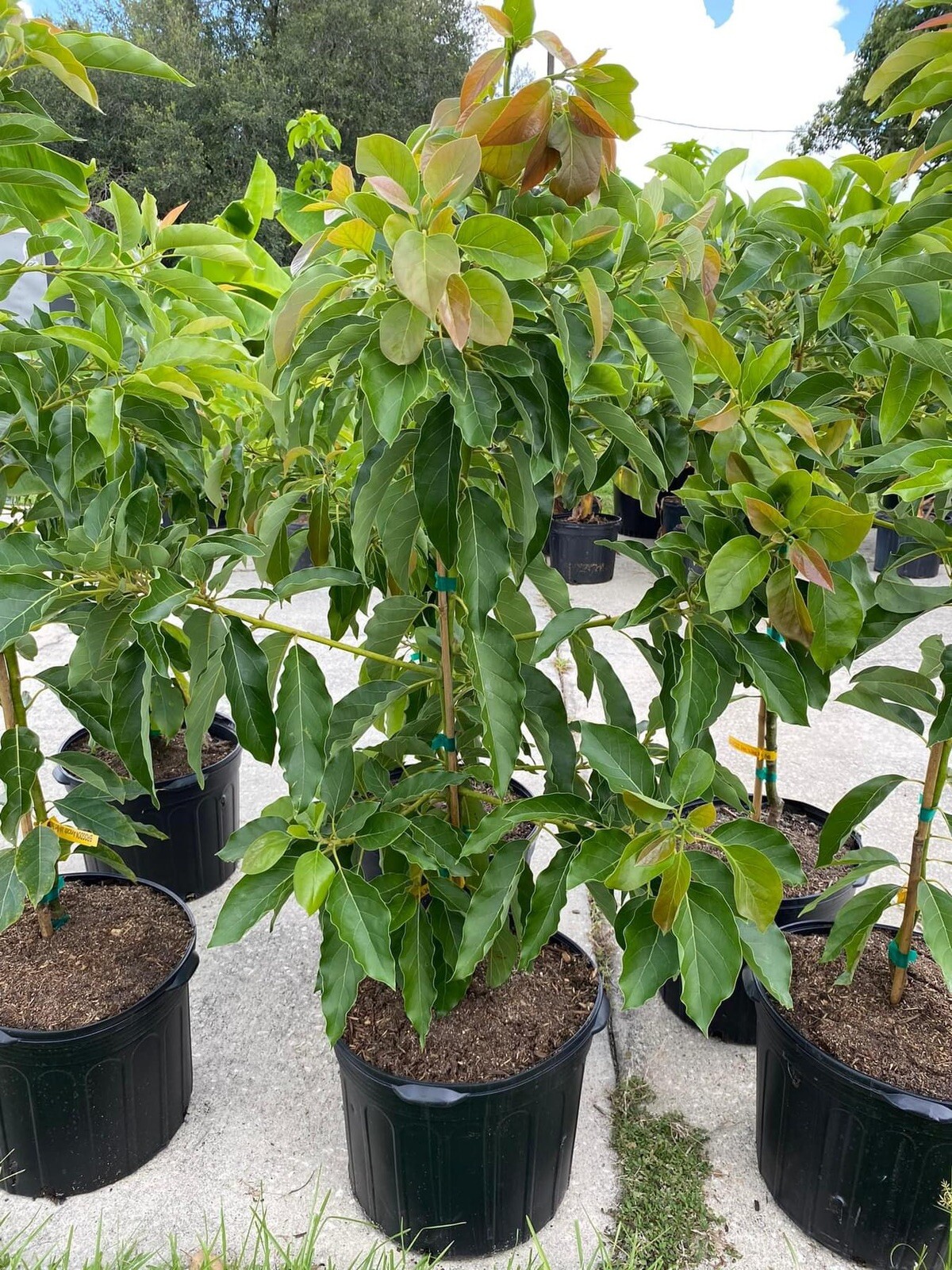 BACON Avocado ~3Ft Grafted Tree 3Gal Pot Ship UPS Overnight