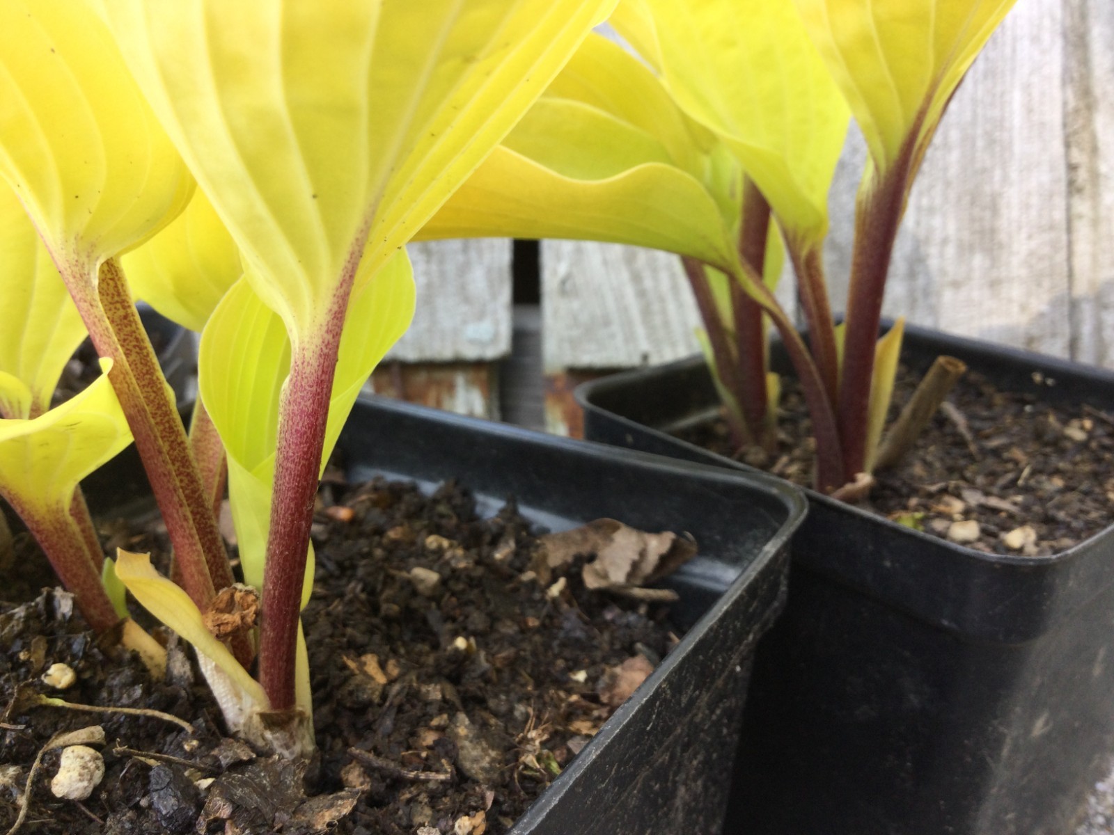 2 Fire Island Hosta Starter Plants -brilliant yellow gold chartreuse green color