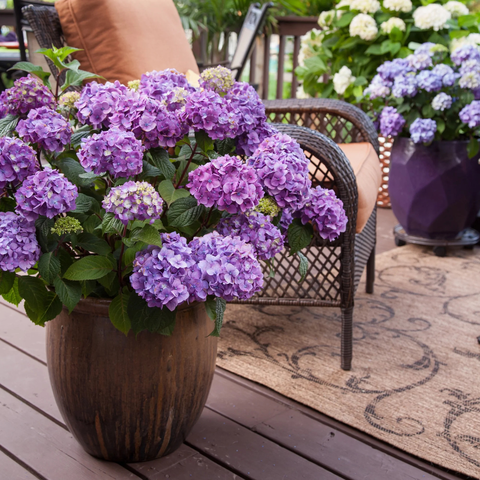 Endless Summer Bloomstruck Reblooming Hydrangea Live Shrub in 1-Gallon Grower Po