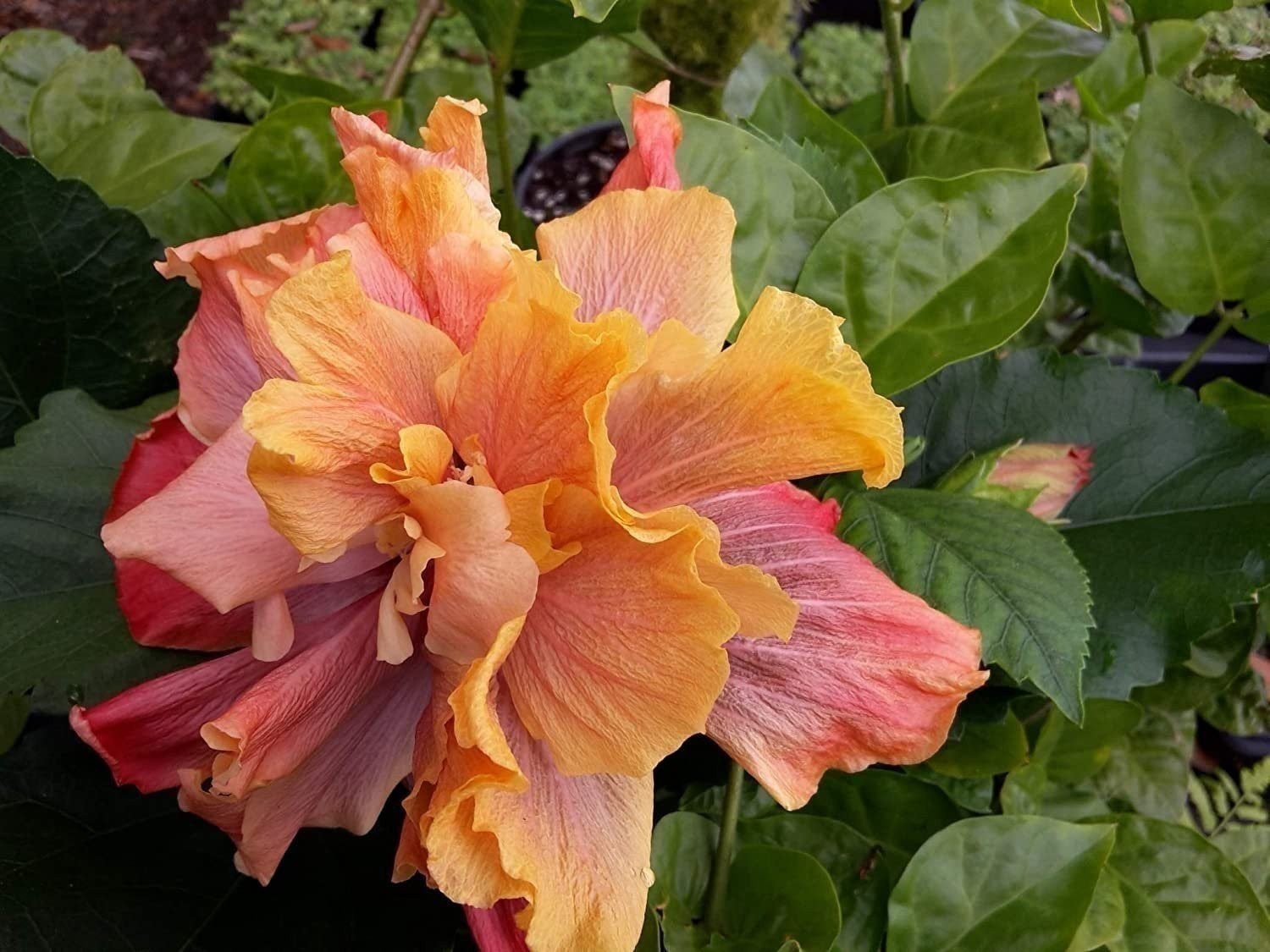 Sandys Nursery Online Hibiscus Cajun Color Queen of Dreams 4 Inch Pot