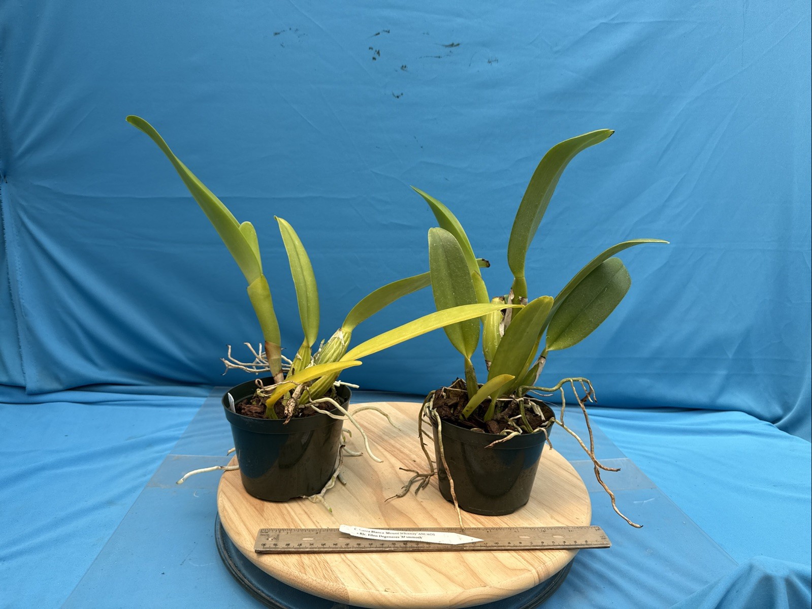 Cattleya Sierra Blanca ‘Mt Whitney’ X Rlc Ellen Degeneres NBS Orchid Eros 5” Pt