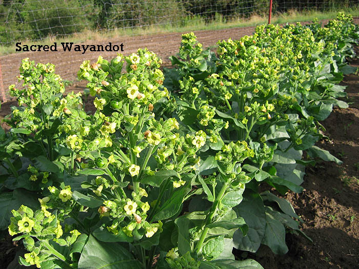 1000 Sacred Wyandot Rustica Tobacco Seeds – Nicotiana – Sacred Tobacco