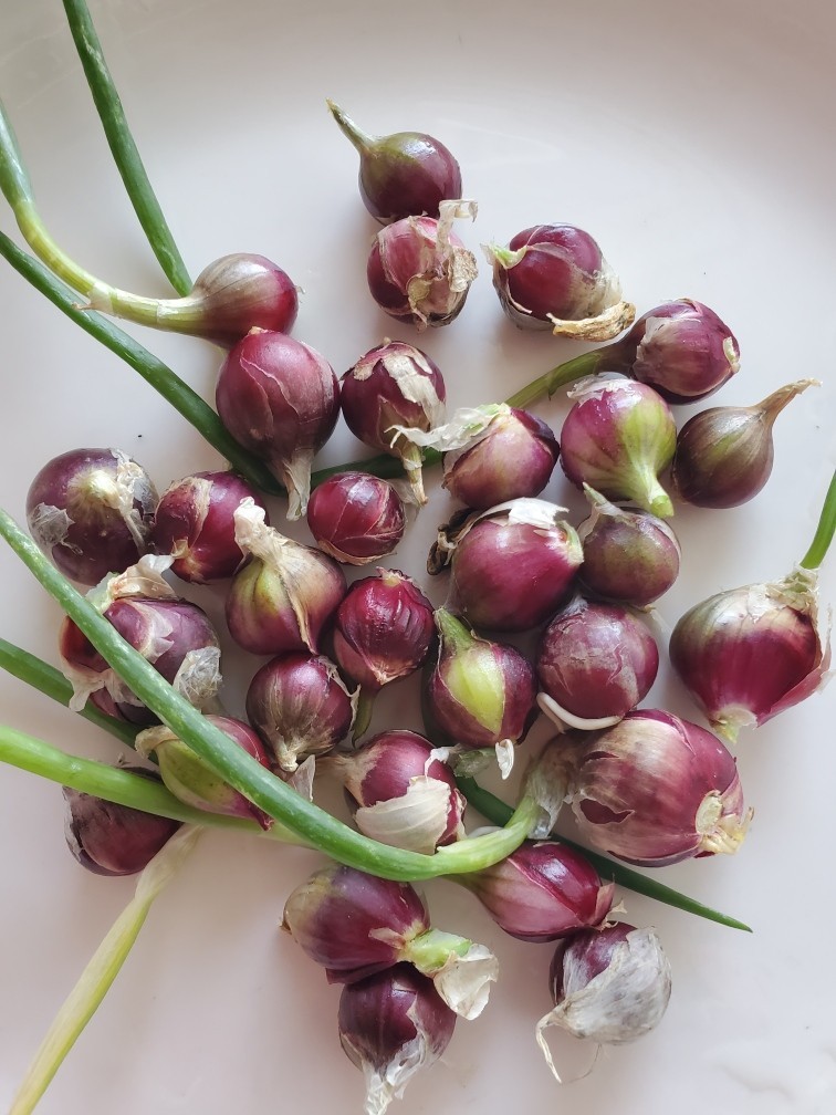 Egyptian Walking Onions Bulblets 20 Small Size Lot Organic Heirloom 2026 Harvest