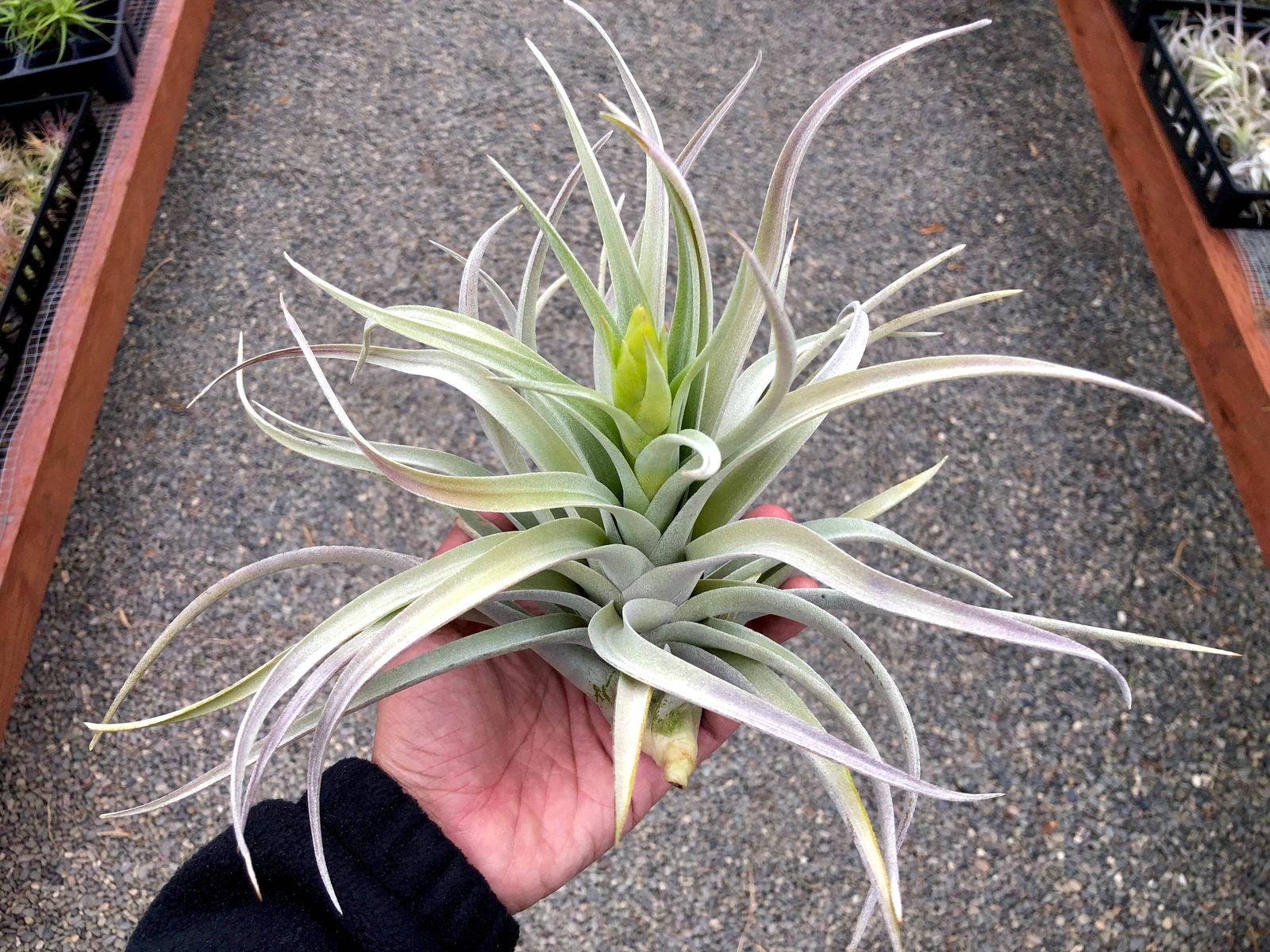 Harrisii Air Plant (Easy Care, Beginner Friendly Plant)