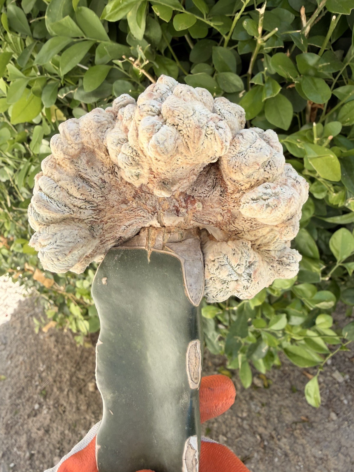 Rare Crested Cactus Grafted