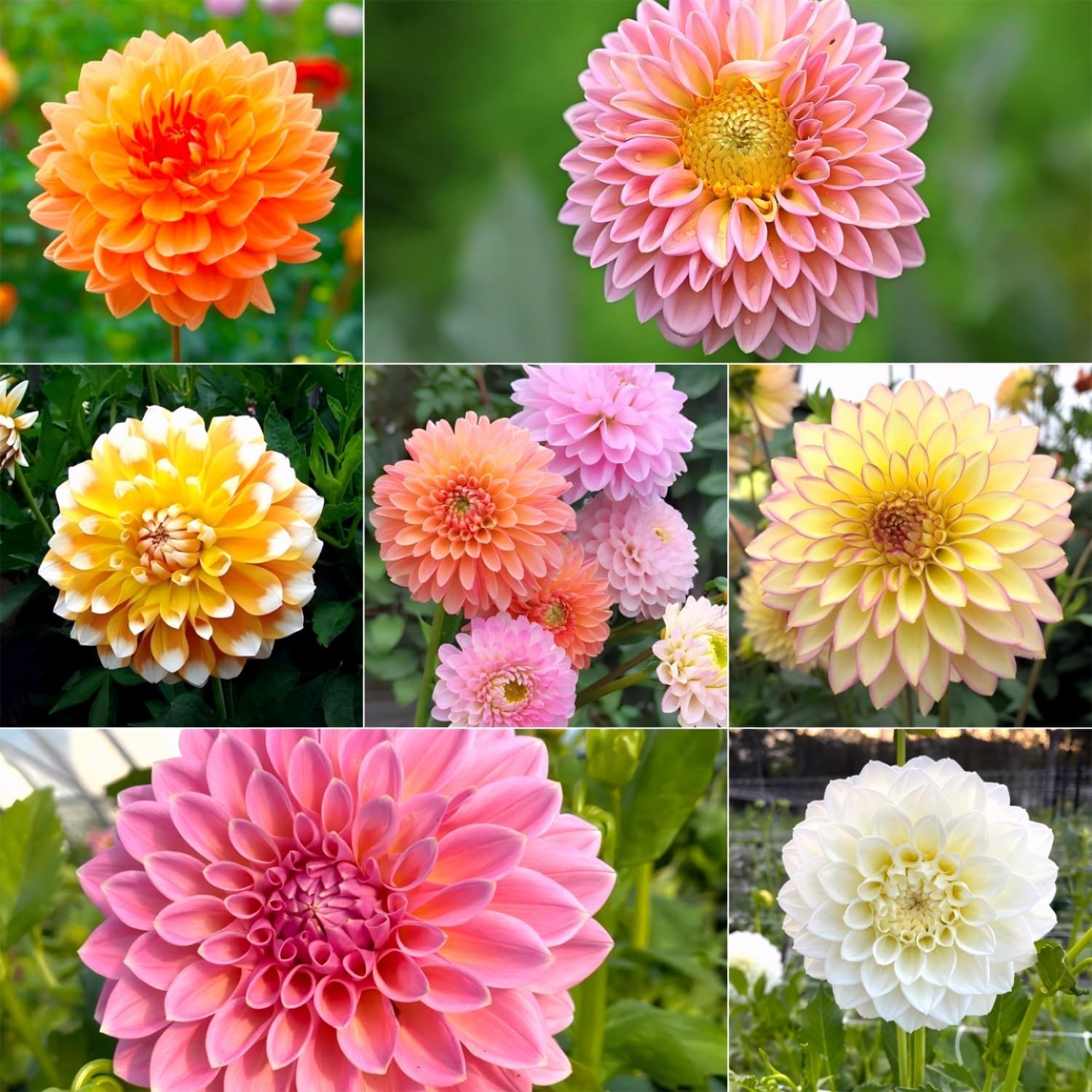 350pcs Mixed Dahlia Flower Seeds for Planting- Non-GMO Heirloom, Multi-Color Pom