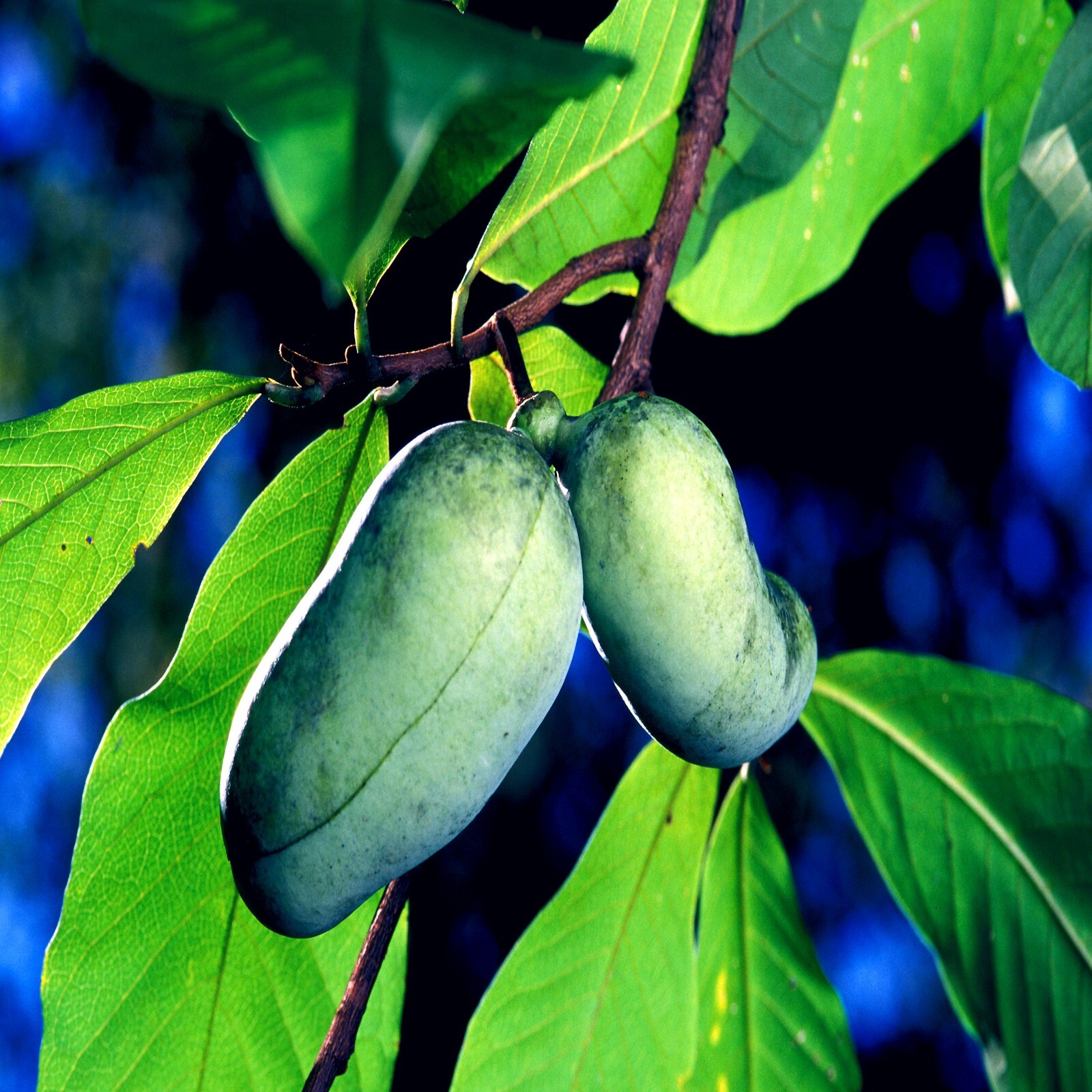 STRATIFIED PAW PAW FRUIT TREE SEEDS (Asimina Triloba) INDIAN BANANA Hardy Plant