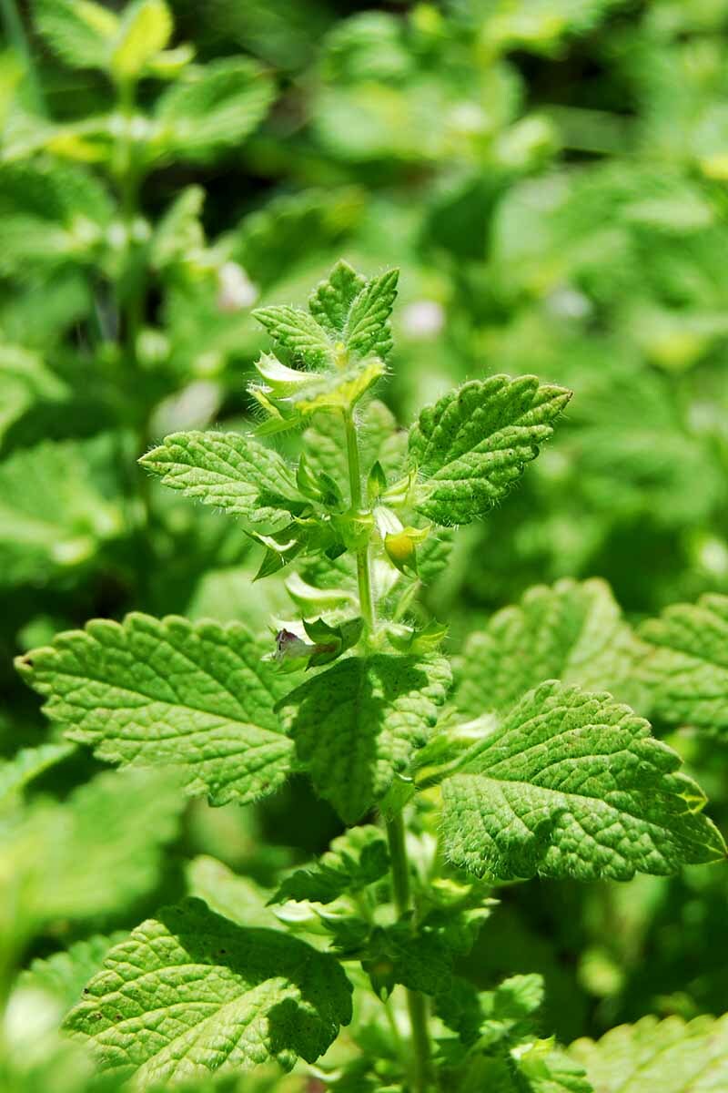 LEMON BALM ‘Melissa officinalis’ MINT LIVE PLANTS SET OF 6 HERBAL PERENNIAL