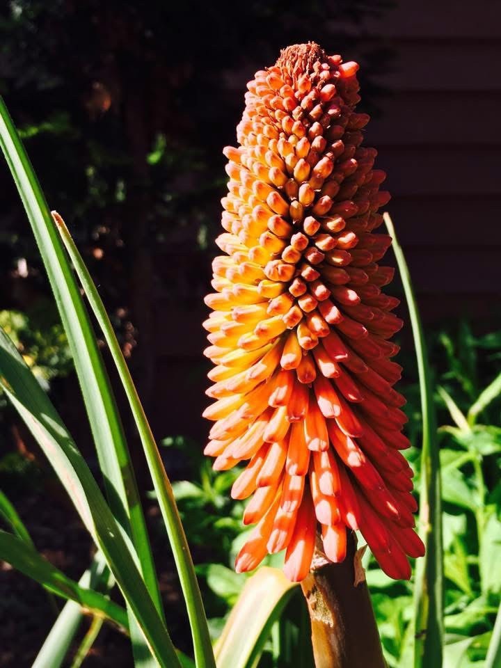 Torch lily, Red Hot Poker. Quantity: 2 Bare Root. Perennial