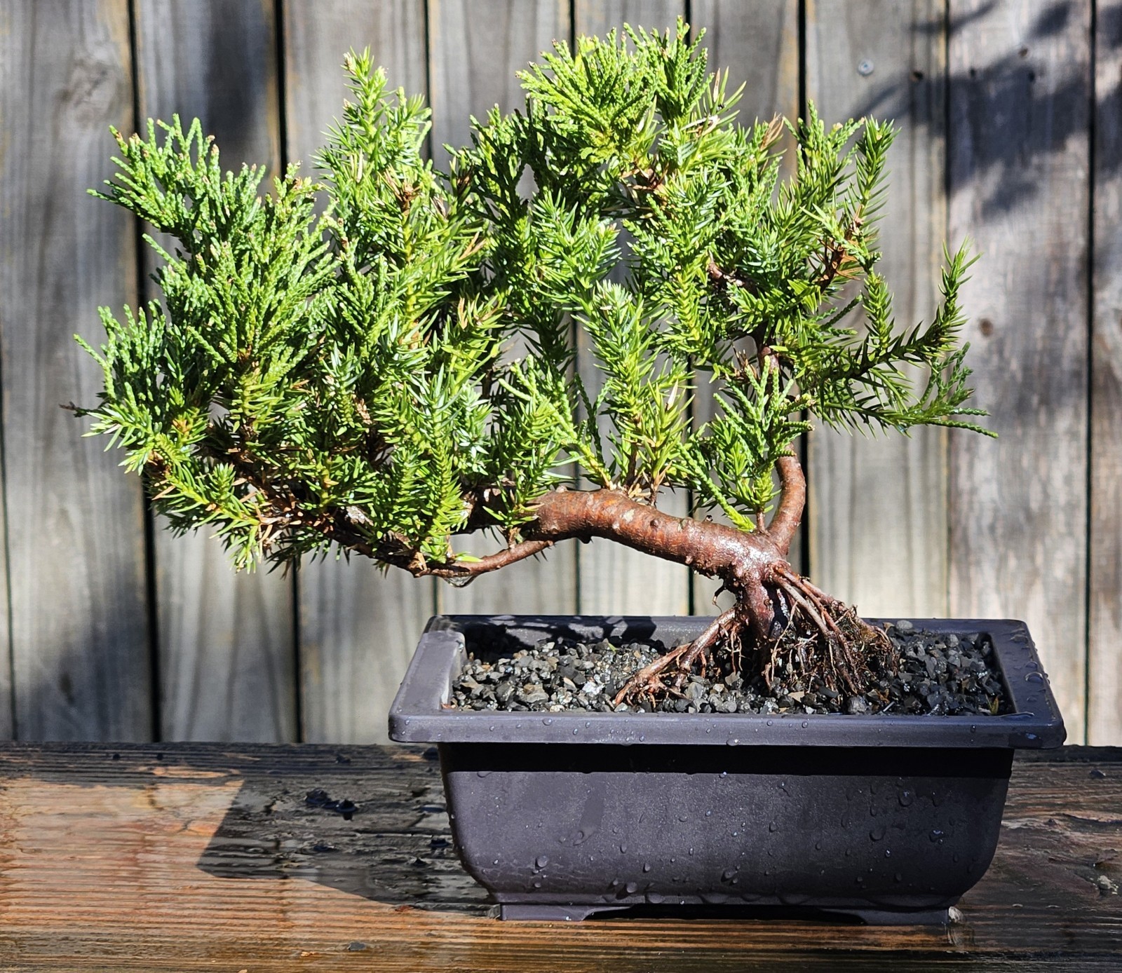 Juniper squamata Expansa Parsonii Bonsai In 6 Inch Black Rectangular Plastic Pot