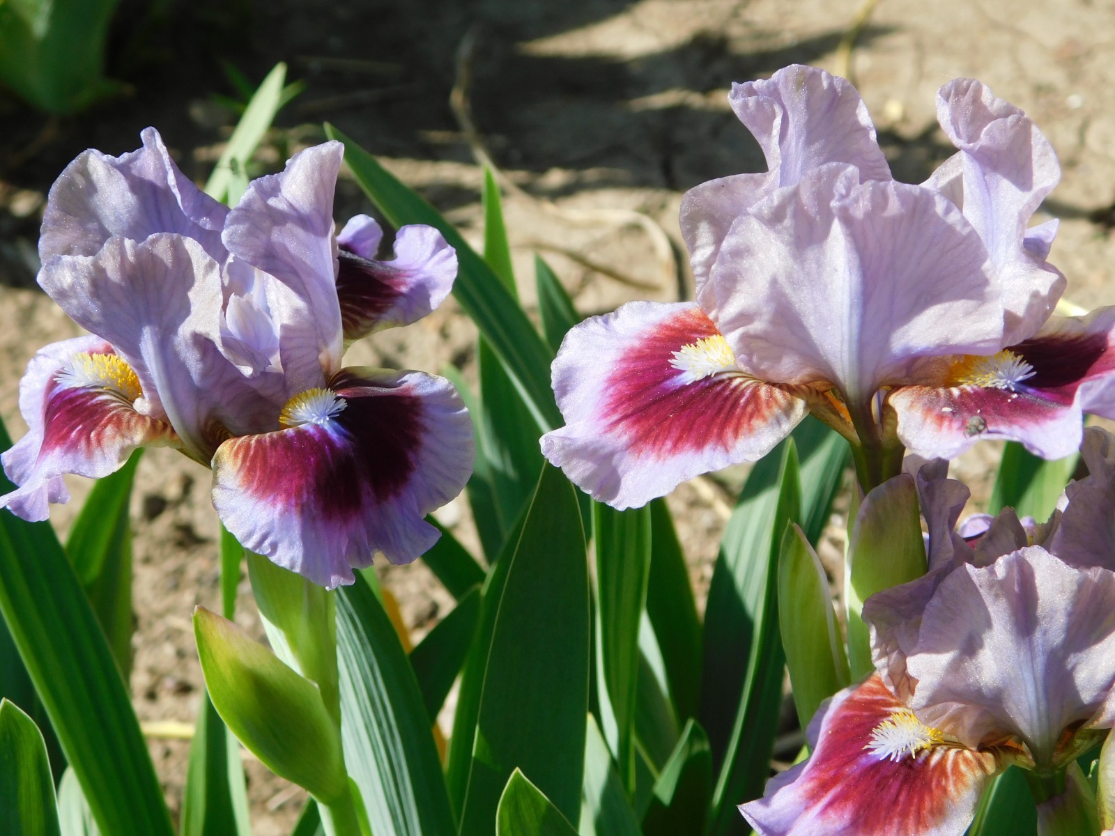 Standard Dwarf Bearded Iris GOING IN CIRCLES LOT OF 5