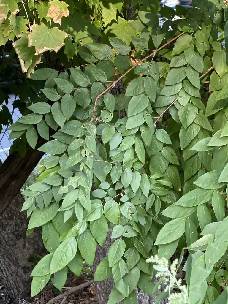 30 Fresh Kentucky Coffee Tree (Gymnocladus Dioicus) Seeds Naturally Stratified