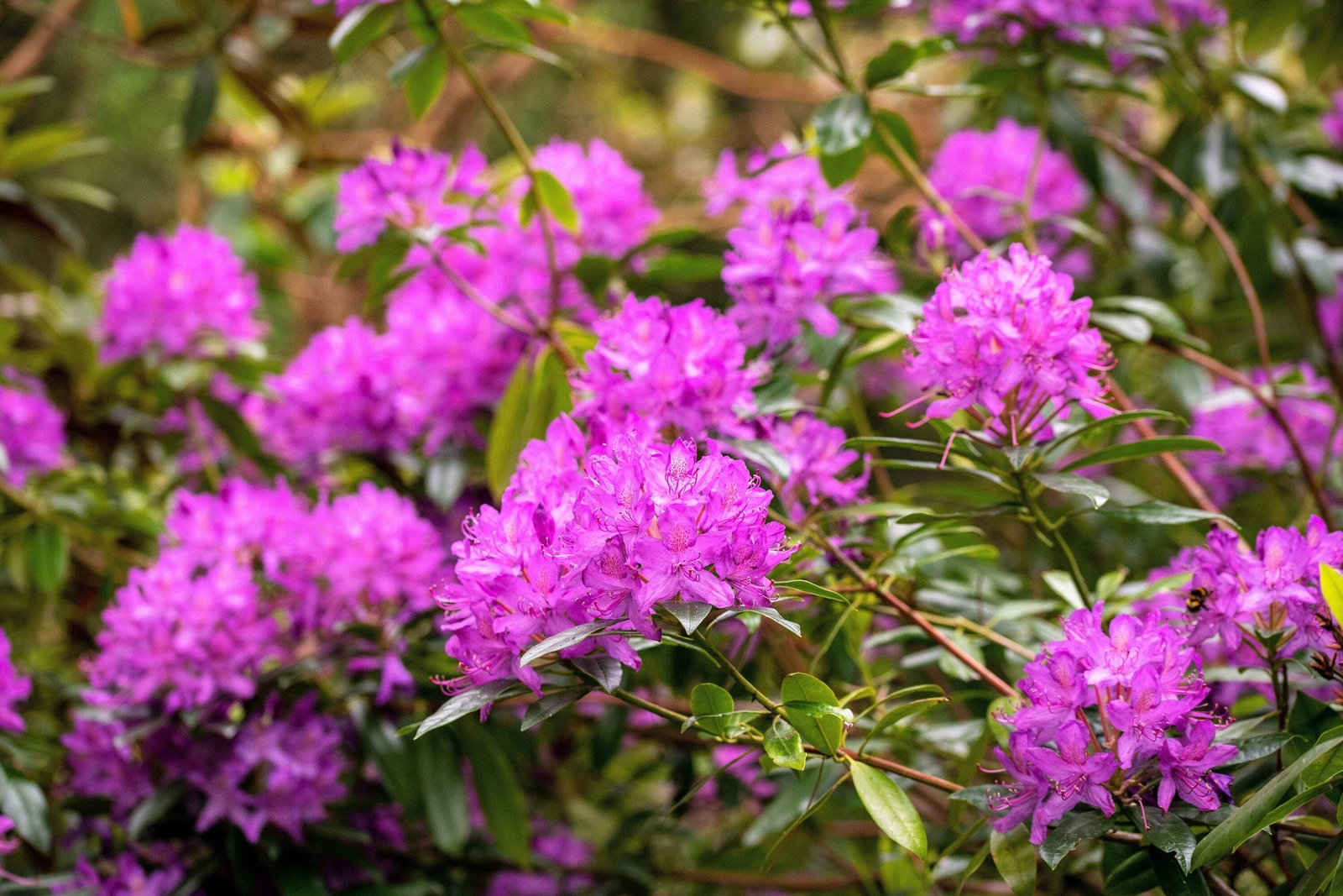 50 MIXED HYBRIDS RHODODENDRON spp Mixed Colors Flower Sun Shade Bush Shrub Seeds