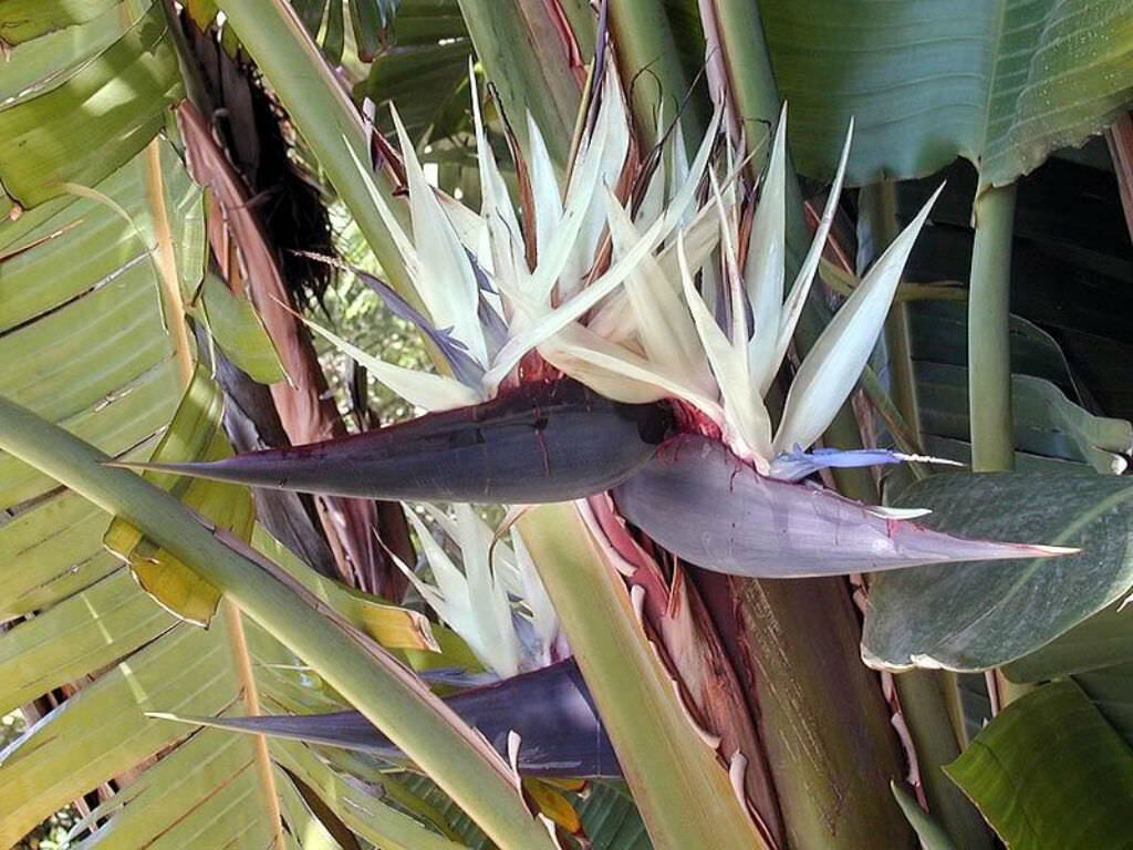 GIANT WHITE~Bird of Paradise~Strelitzia Nicholai~ROOTED PLANT~10-12 Inches Tall