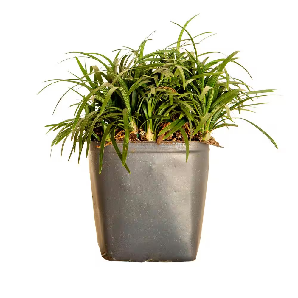 Dwarf Mondo Grass 3 1/4 In. Pots (18-Pack) – Groundcover Plant