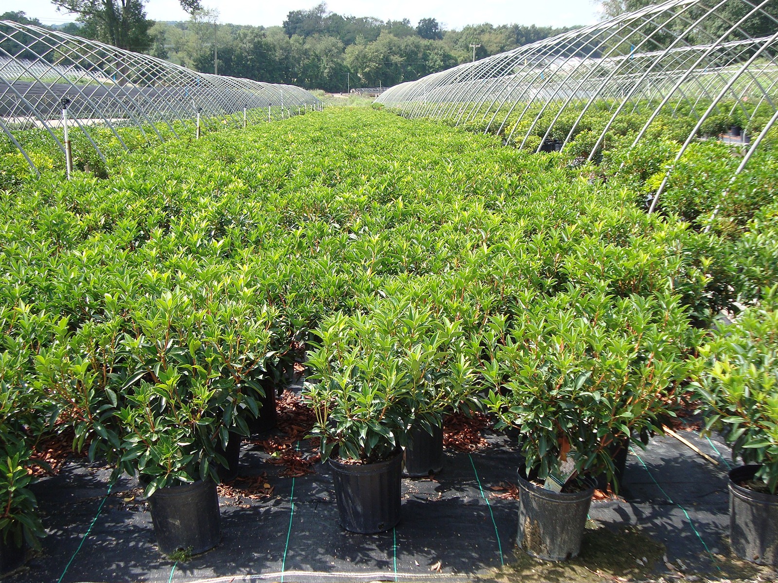 Green Promise Farms Kalmia Lat. Carousel Mountain Laurel Evergreen White
