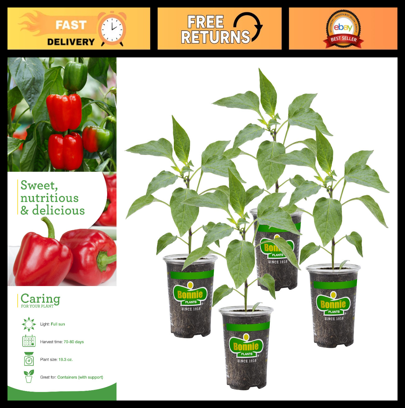 Non-GMO Red Bell Pepper Live Plants – 4 Pack, 2-3 Ft Tall, Fresh Vegetables