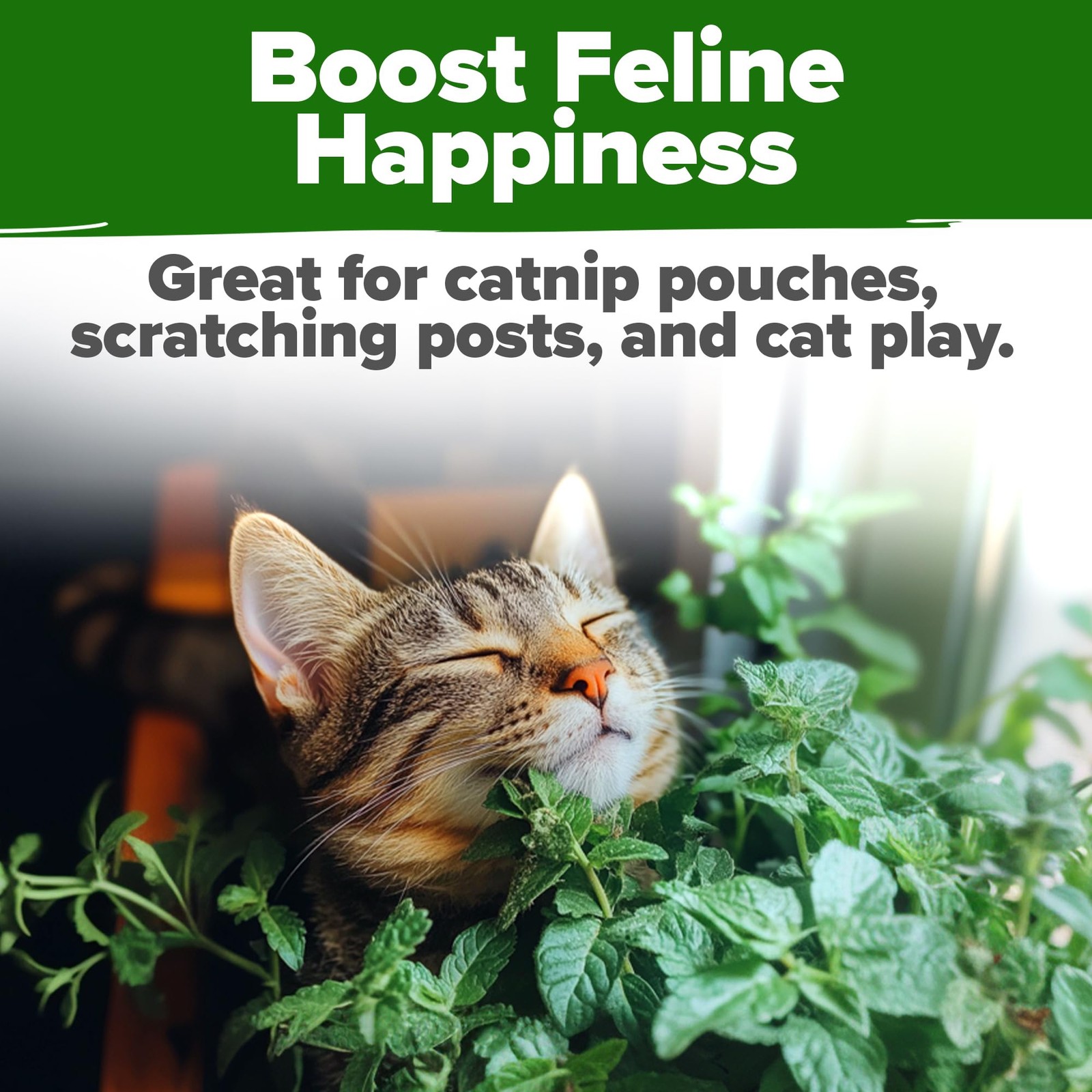 Home Grown Non-gmo Catnip Seeds Bulk Pack | Heirloom Herb 2,116 Seeds