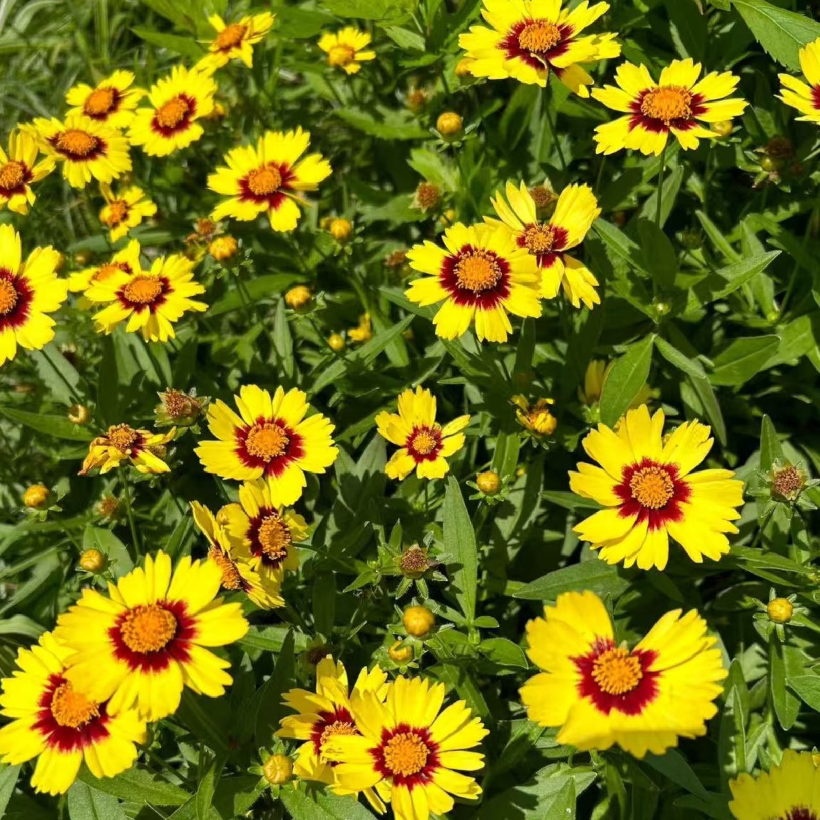 100 Plains Coreopsis Seeds – Vibrant Native Wildflowers for Pollinator