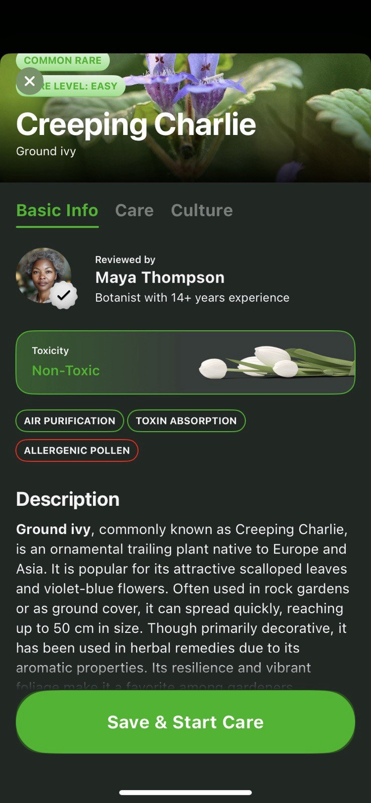 Creeping Charlie Ivy 12 Live Plants Purple Flowers / Fresh Organic Easy Grow