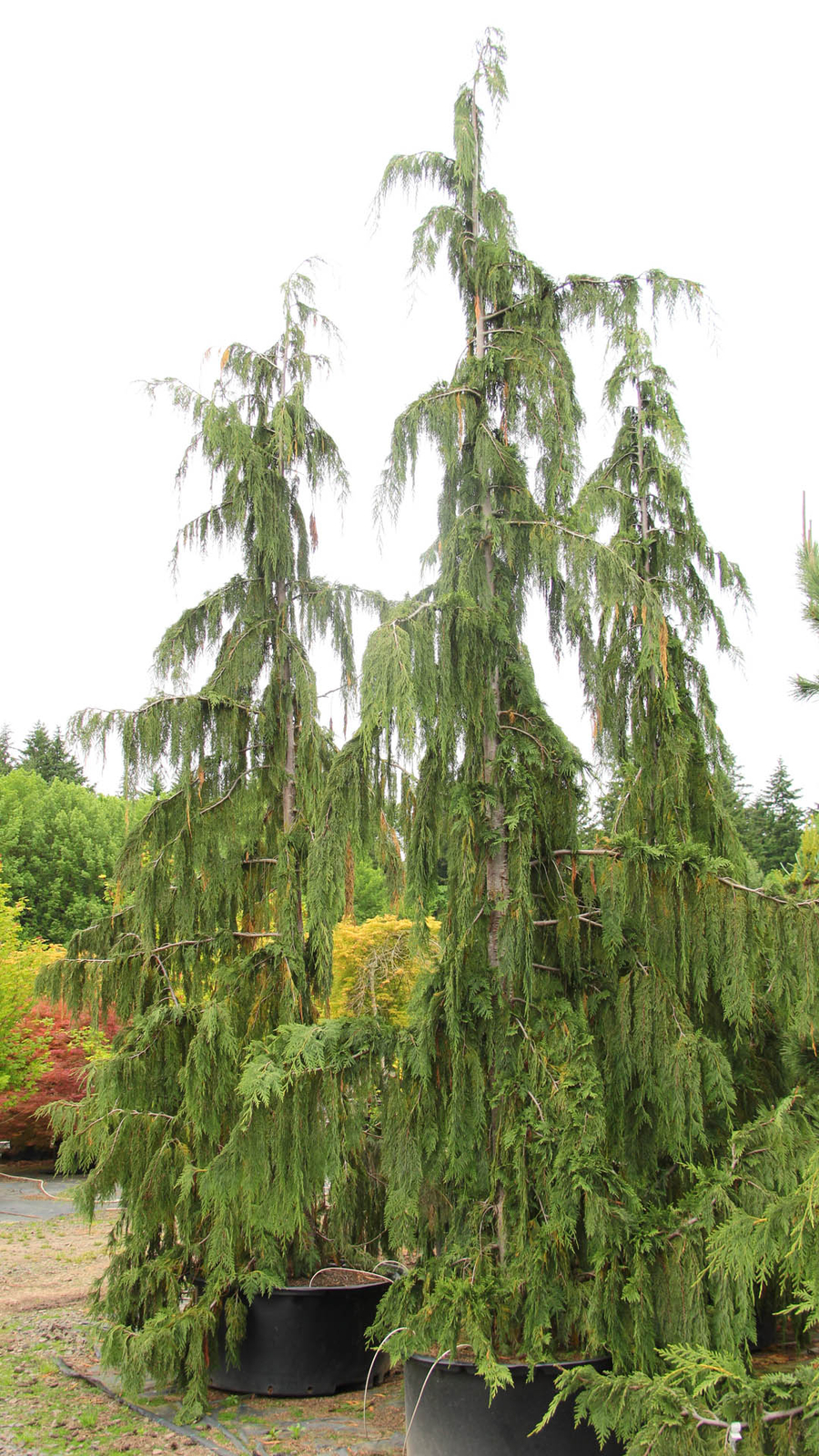 Cupressus nootkatensis ‘Glauca Pendula’ – Alaskan Cedar *Live Plant