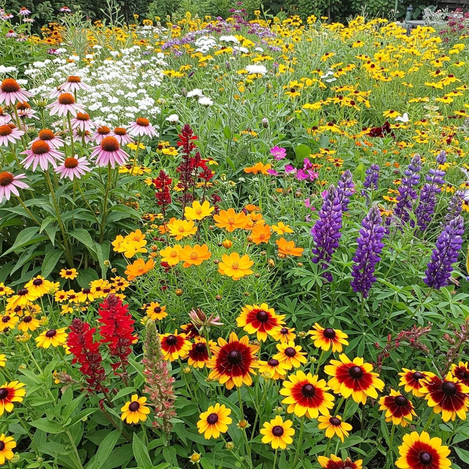 Pollinator-Friendly Wildflower Seeds – Southeast – 1 lb