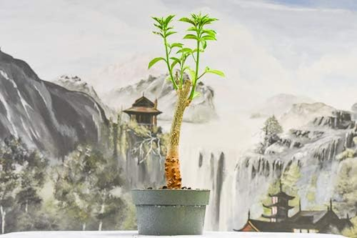 Baobab Bonsai Tree Seeds – 5 Seeds to Grow – Highly Prized Baobab Tree – Ship…