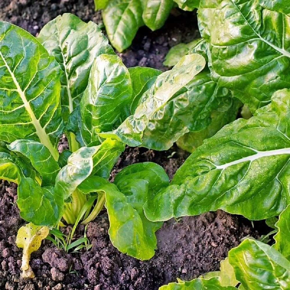 Swiss Chard Seeds, Perpetual Spinach Swiss Chard Seeds, “COOL BEANS N SPROUTS”
