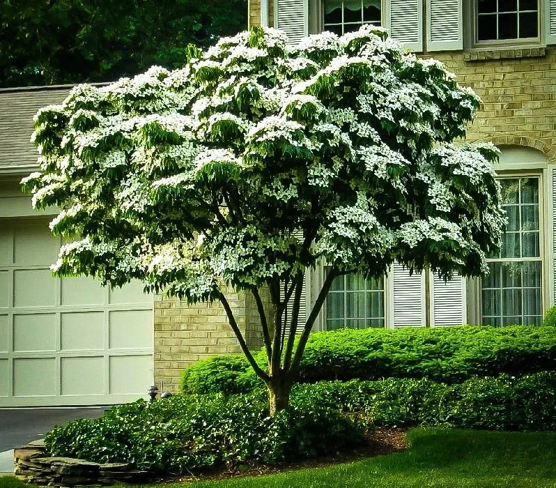 3 Kousa Dogwood Tree 12-24″ Cornus kousa Bare Root