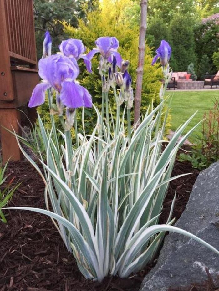 Zebra White Green Tall Bearded Iris Freshly Dug 1 starter plant