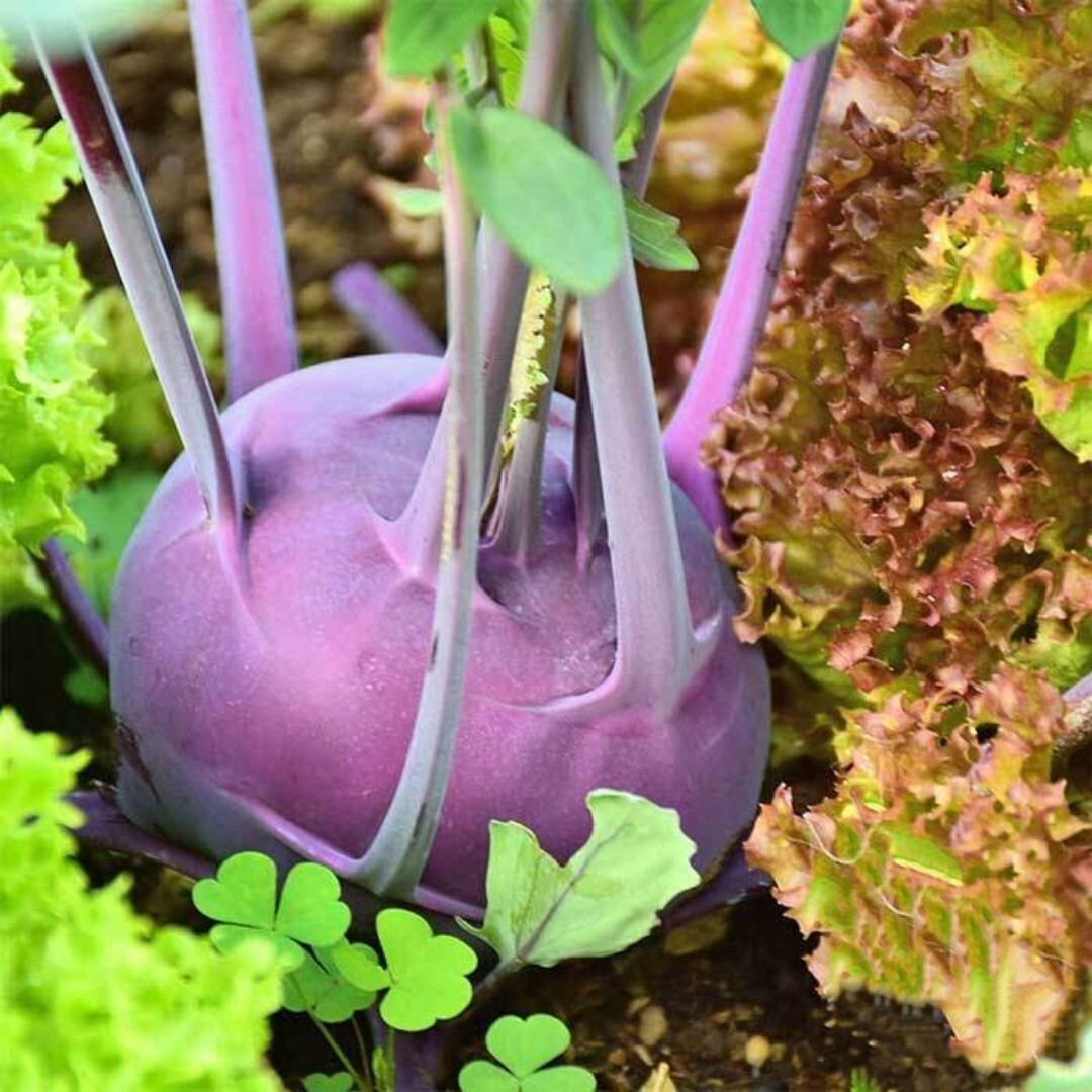 600+ Early purple Vienna Kohlrabi Seeds, NON-GMO. Fresh seeds.