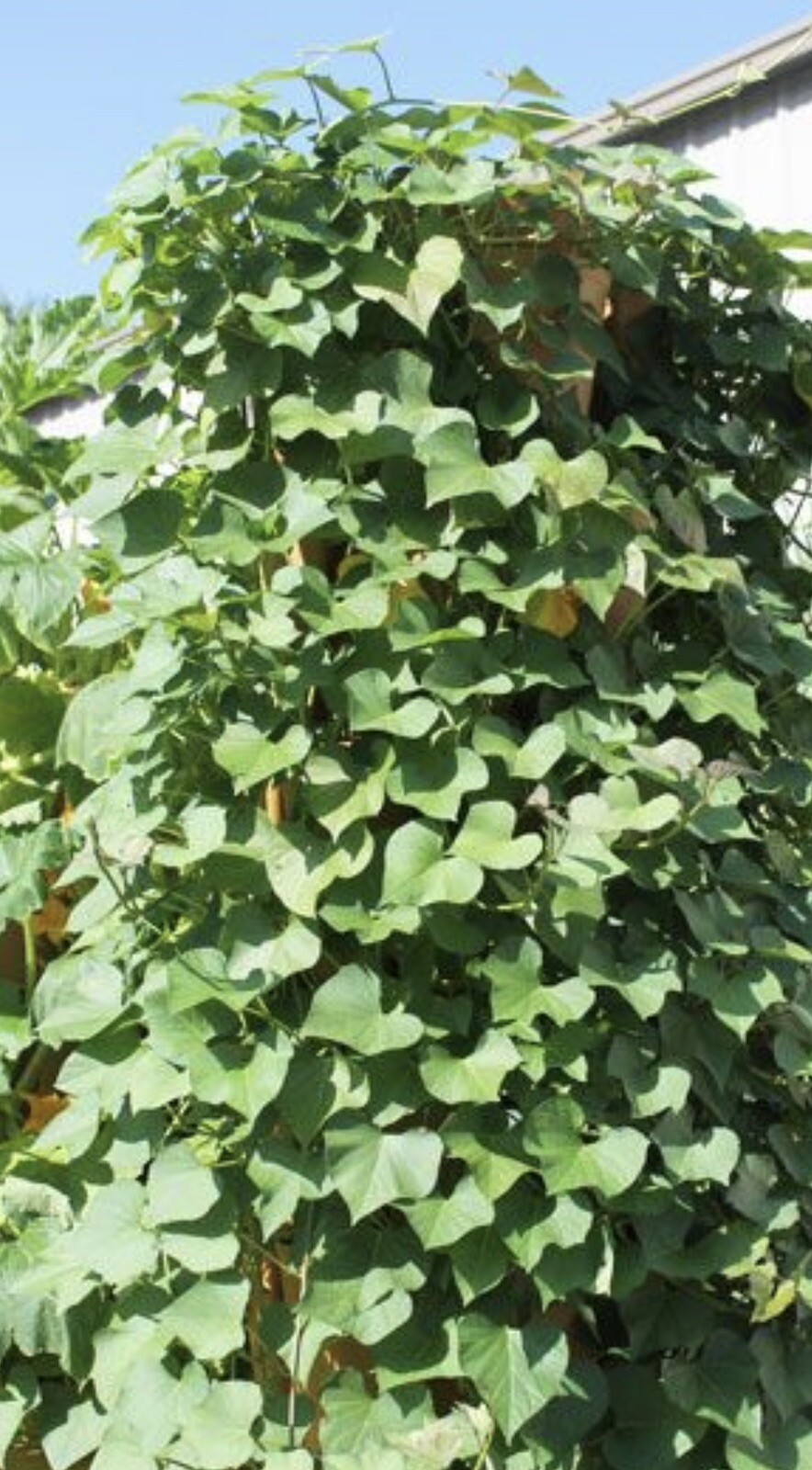 10 Rooted Sweet Potato Slips Cutting Vines Ready To Plant